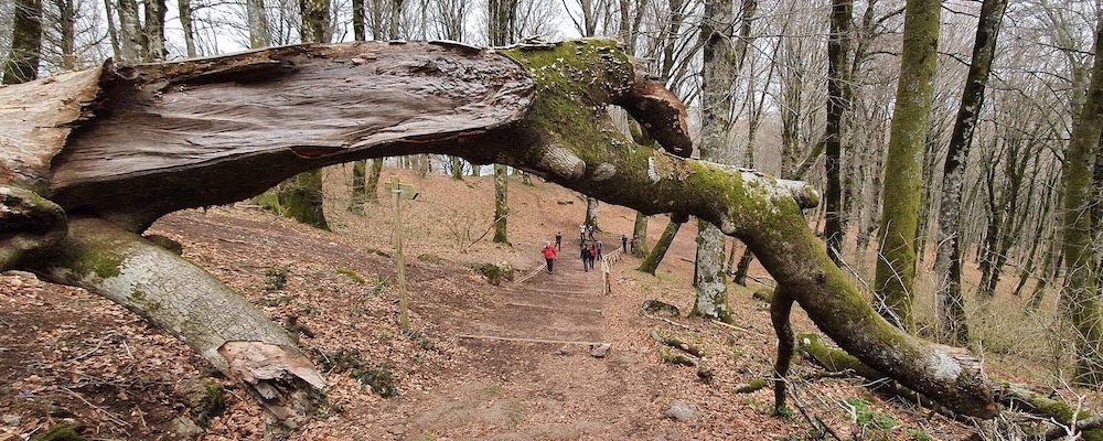 Tra i faggi del Monte Fogliano